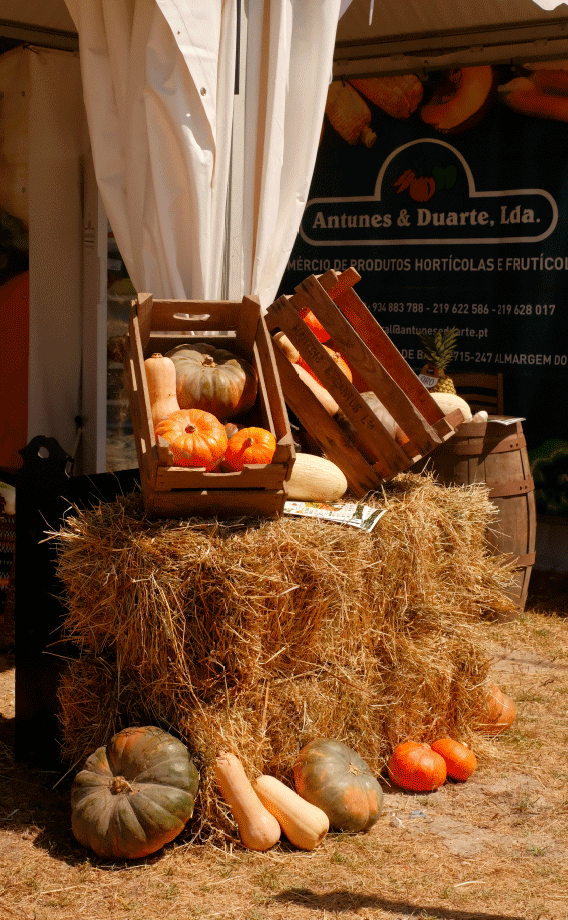 evento - AgroAruil pela GRINGO - universo visual e fotográfico